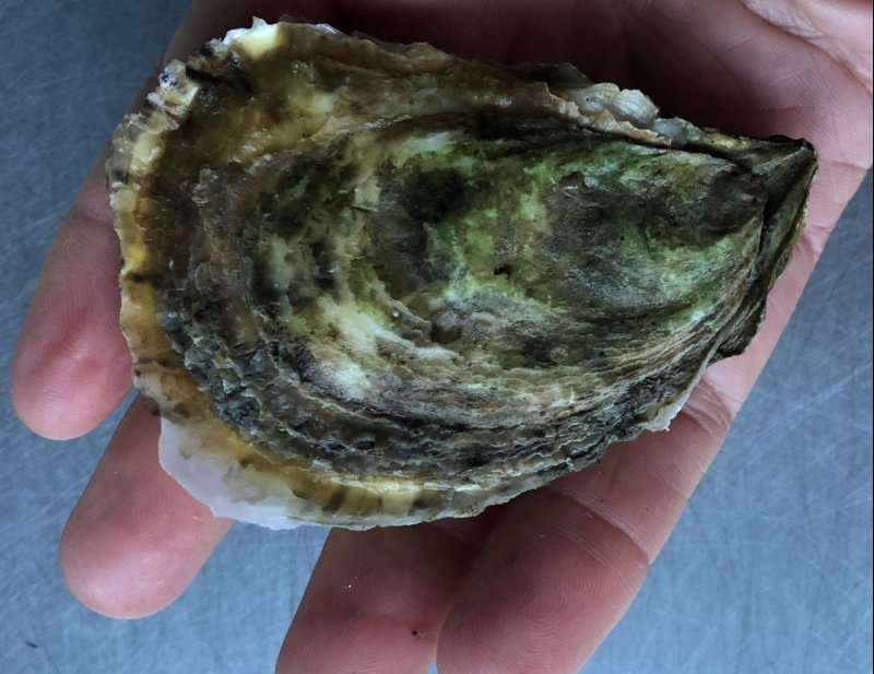 Bag O' Dam-Good Oysters